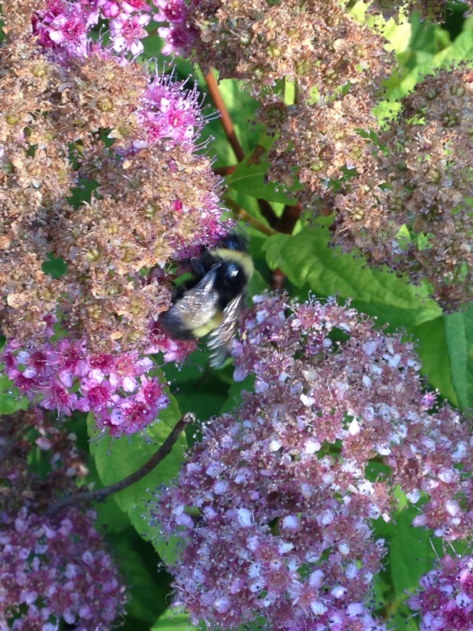 Imagem de Bombus terricola Kirby 1837