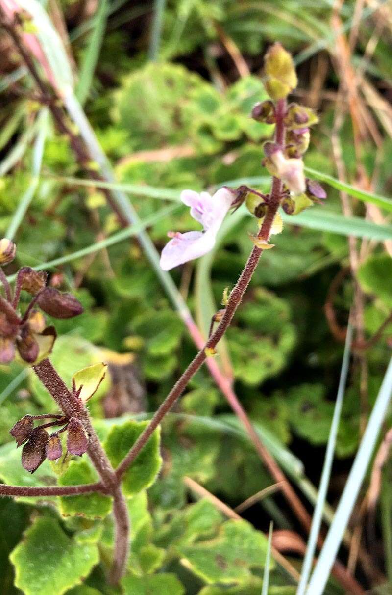 <i>Coleus hadiensis</i>的圖片