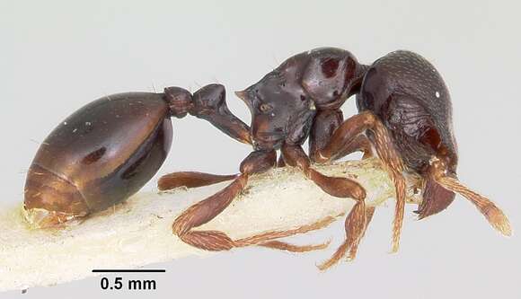 Image de Phalacromyrmex