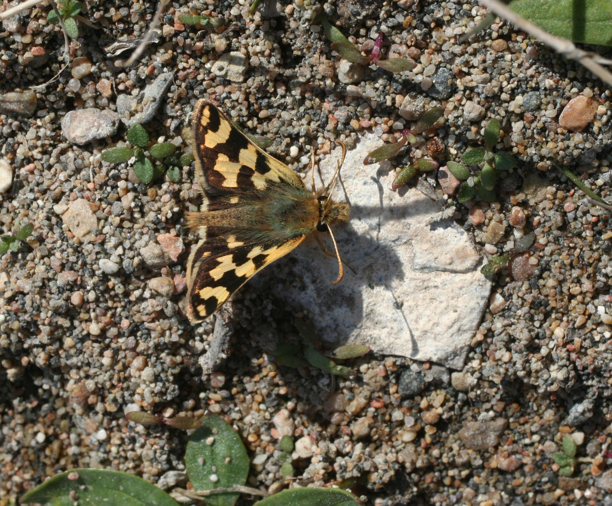 Image of Carterocephalus argyrostigma Eversmann 1851