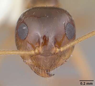 Image of False Honey Ant