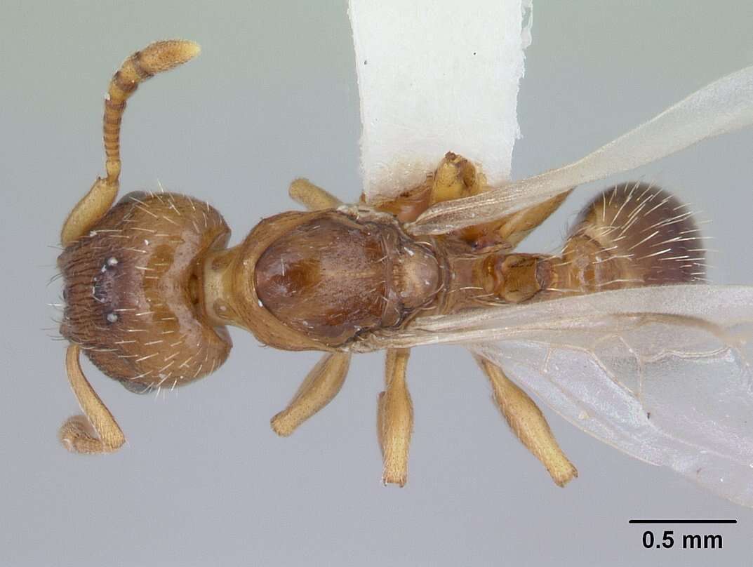 Image of Slave-making ant