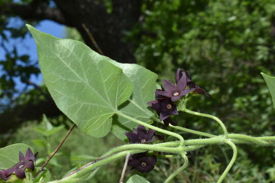 Image of Matelea tristiflora (Standl.) R. E. Woodson