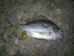 Image of Arabian yellowfin seabream