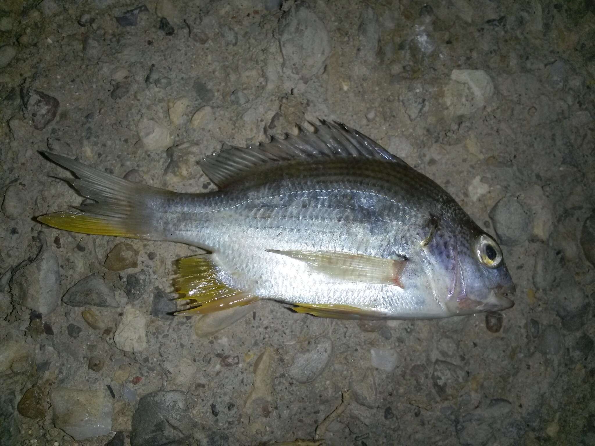 Image of Arabian yellowfin seabream