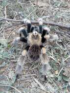 Image of Brachypelma hamorii Tesmoingt, Cleton & Verdez 1997