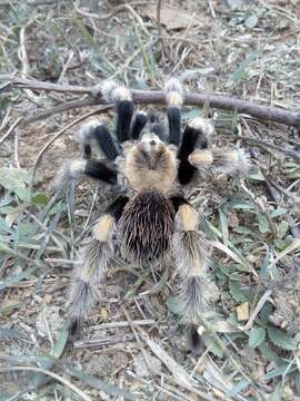 Image of Brachypelma hamorii Tesmoingt, Cleton & Verdez 1997