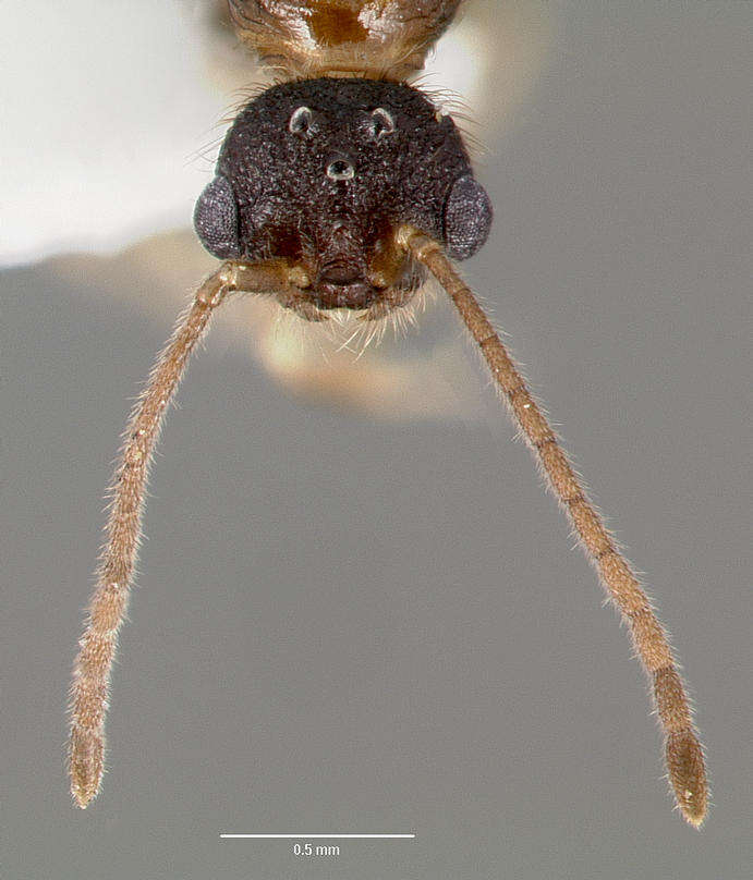 Image of Slave-making ant