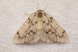 Image of Western False Hemlock Looper