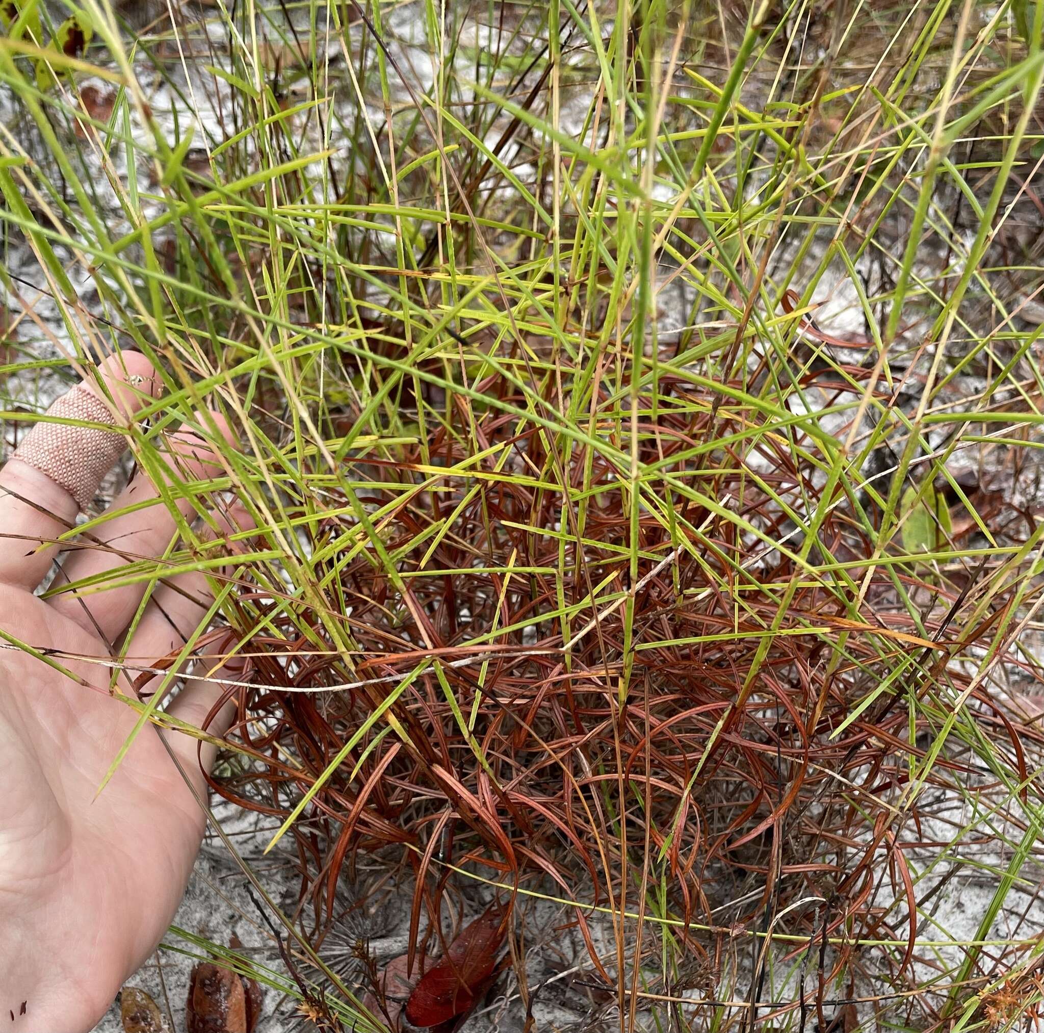 Schizachyrium niveum (Swallen) Gould resmi