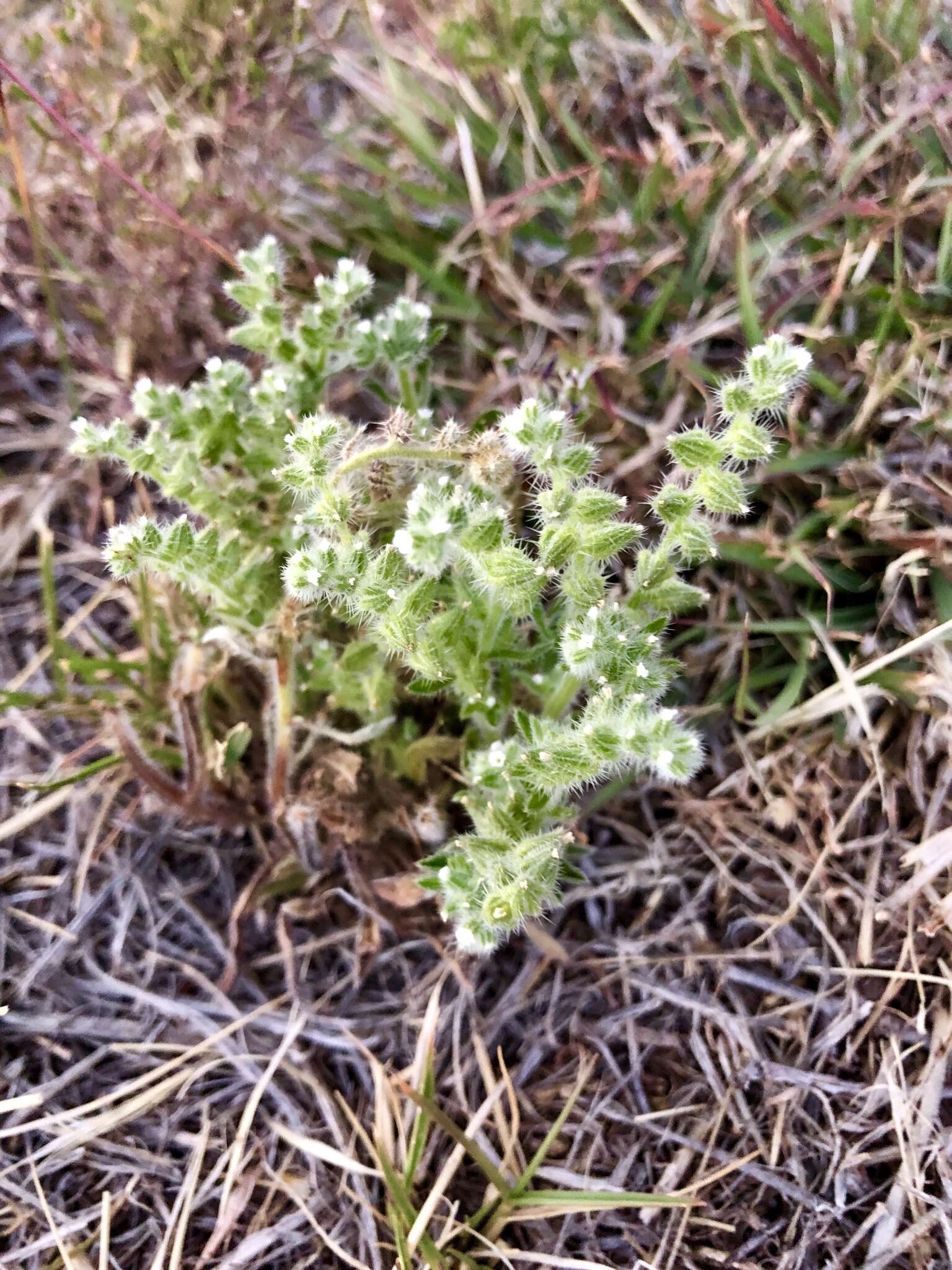 Plancia ëd Cryptantha crassisepala (Torr. & Gray) Greene