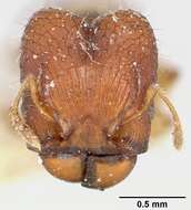 Image of Pheidole braueri Forel 1897