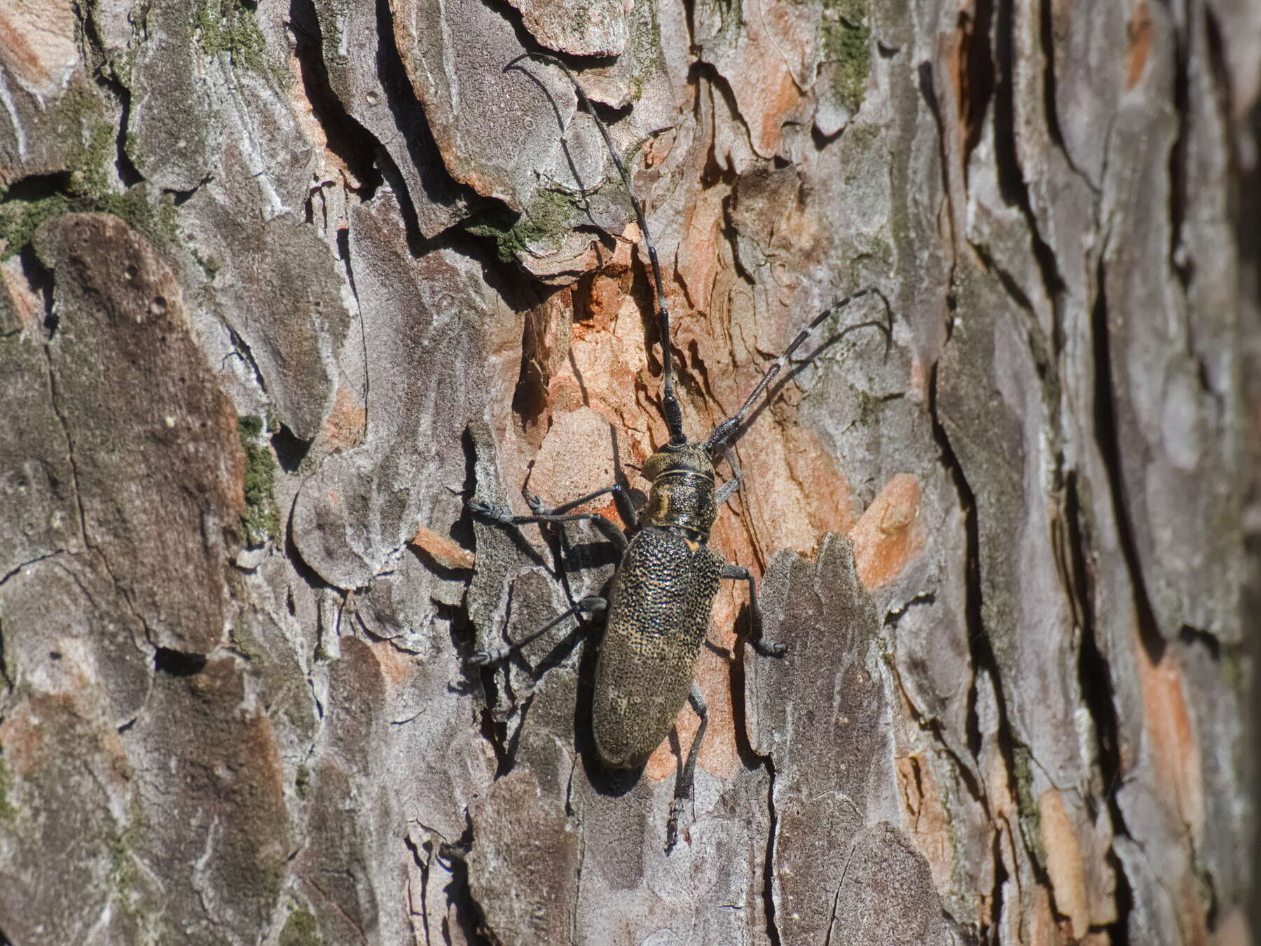 Image of black pine sawyer