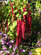 Image of love-lies-bleeding
