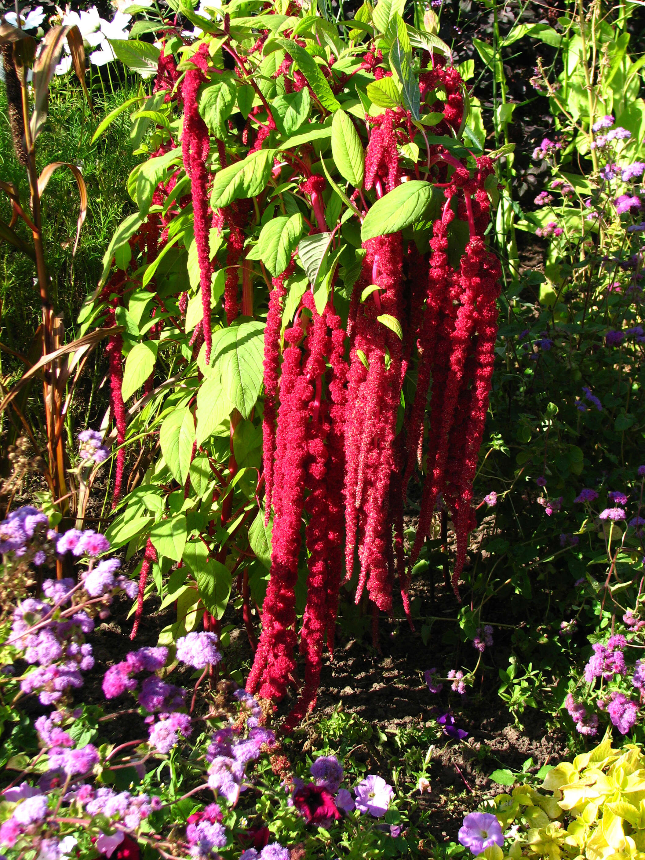Image of love-lies-bleeding