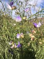 Image de Psoralea verrucosa Willd.