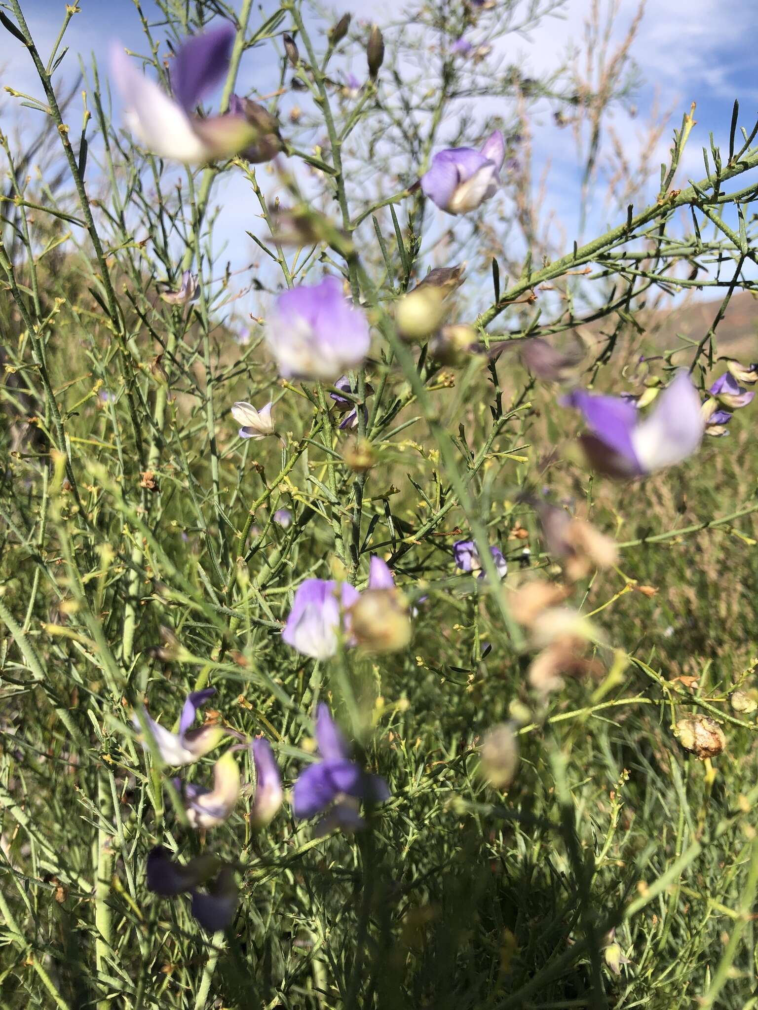 Image de Psoralea verrucosa Willd.