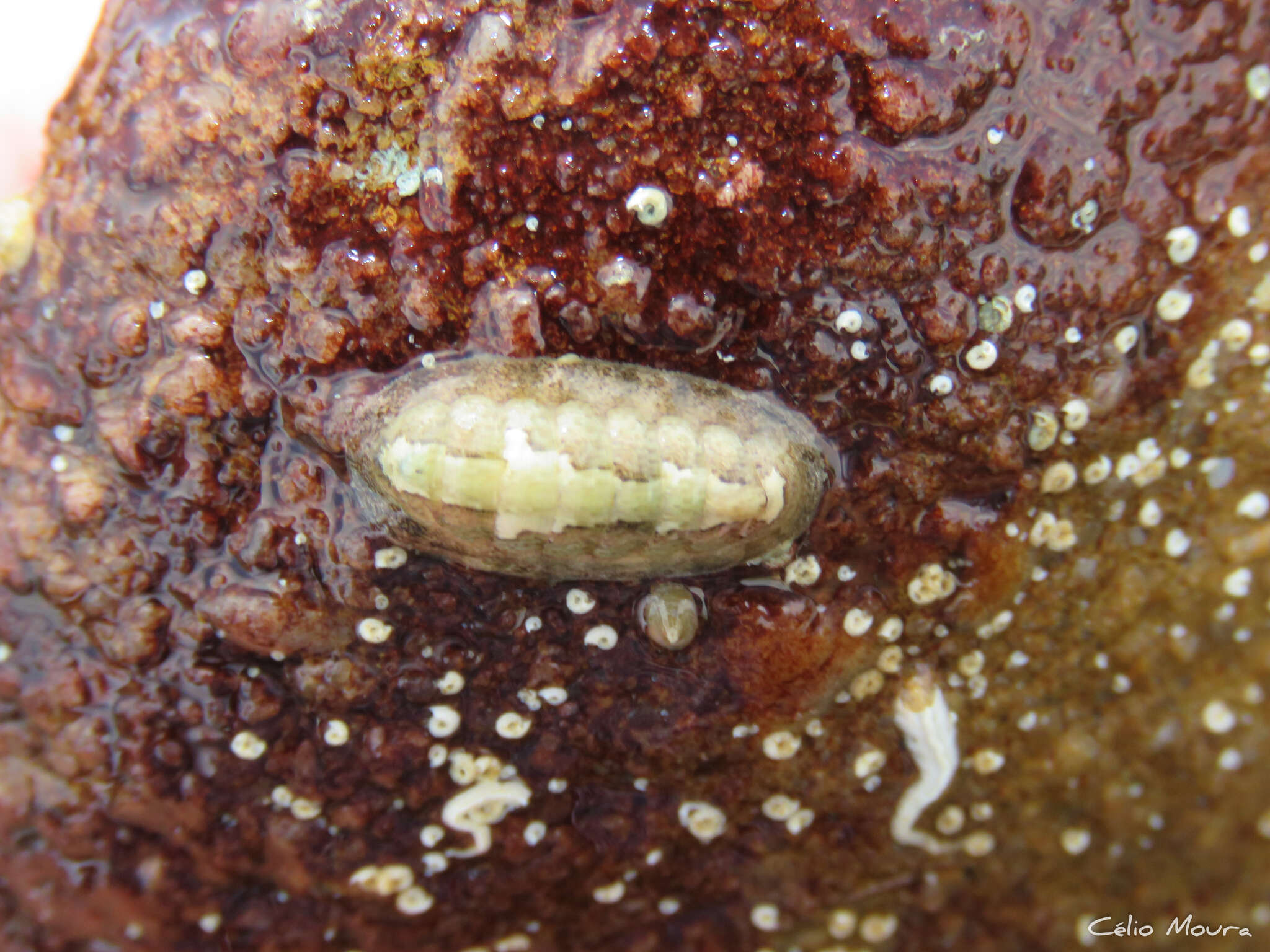 Image of Ischnochiton striolatus (Gray 1828)