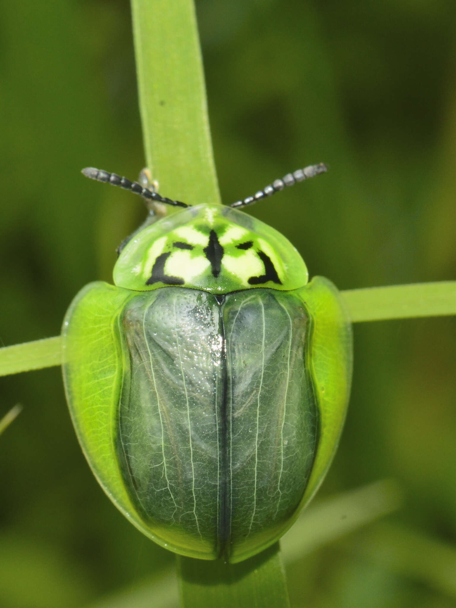 Plancia ëd Physonota calcarata (Boheman 1854)