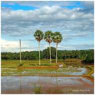 Image of toddy palm