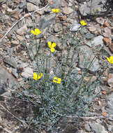 Image of Coville's poppy