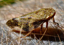 Image of European Alder Spittlebug