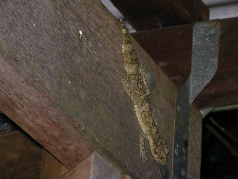 Image of Southern Leaf-tailed Gecko