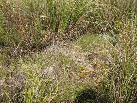 Plancia ëd Rytidosperma gracile (Hook. fil.) Connor & Edgar