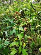 Image of Solidago spiraeifolia var. cuprea (Juz.) V. Yu. Barkalov