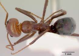 Image of Iridomyrmex galbanus Shattuck 1993