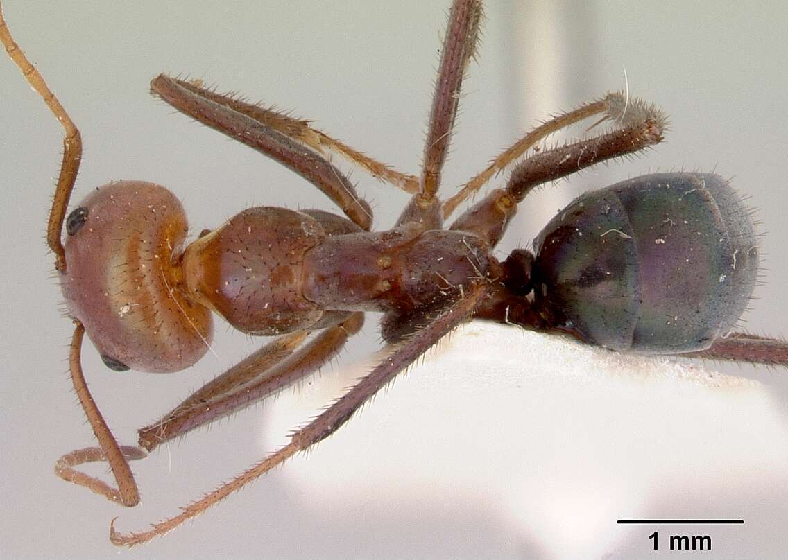 Image of Iridomyrmex galbanus Shattuck 1993