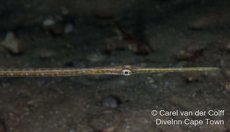 Image of Pacific cornetfish