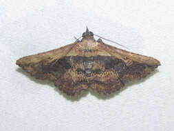 Image of Pale-edged Selenisa