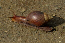 Image of Lissachatina immaculata