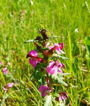 Image of Pedicularis adunca Bieb. ex Stev.