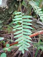 Image of thickleaf scaly polypody