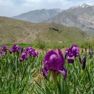 Image of Iris barnumiae Foster & Baker