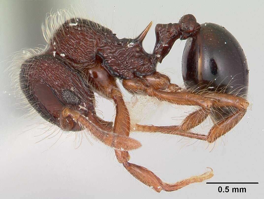 Image of Lachnomyrmex regularis