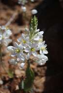 Image of Ornithogalum pruinosum F. M. Leight.