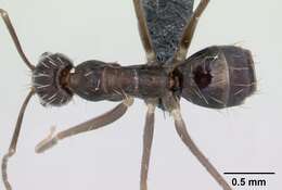 Image of Black Crazy Ant