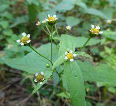 Galinsoga parviflora var. parviflora resmi