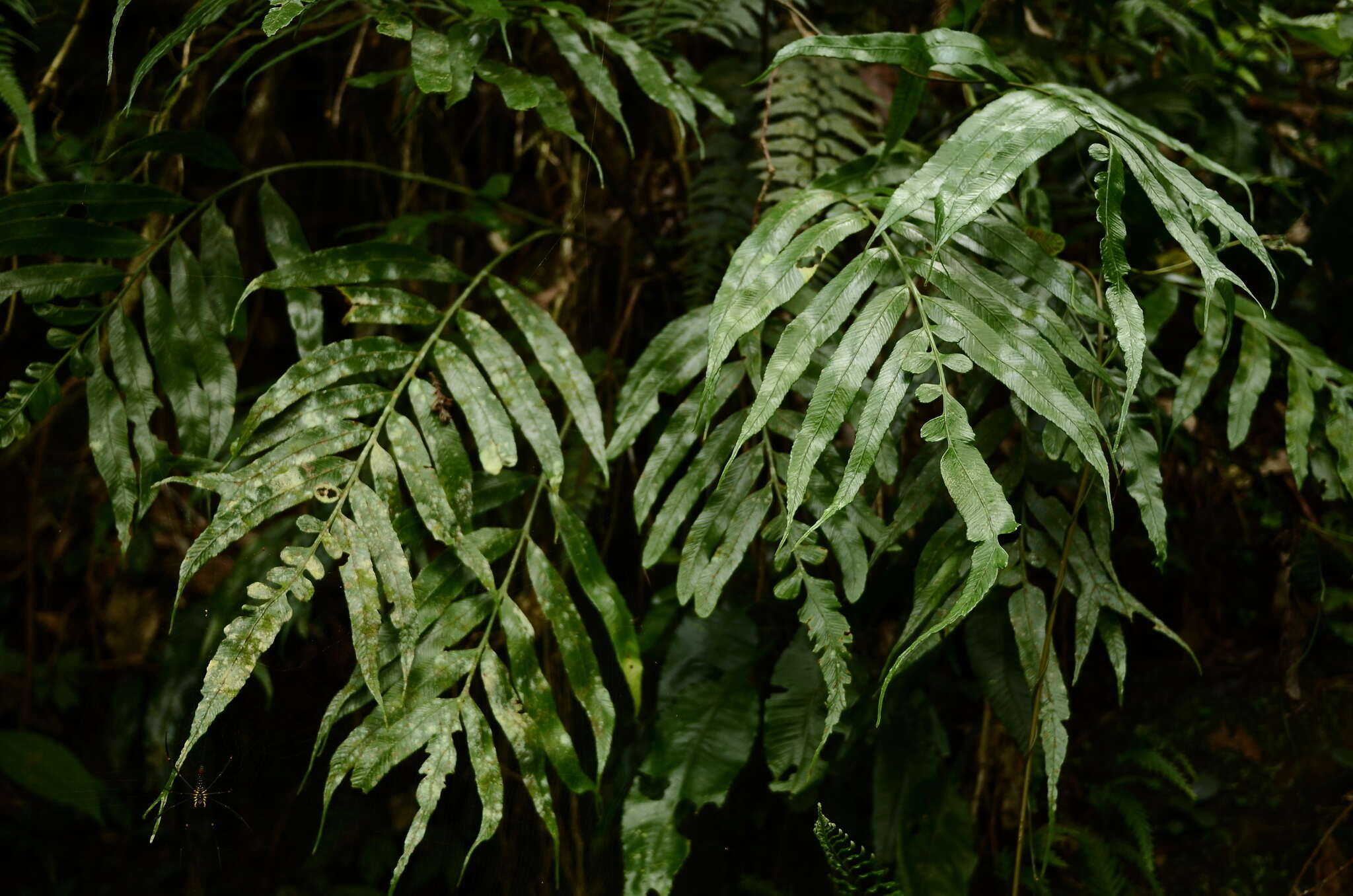 Image of Asplenium formosae Christ