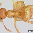 Image de Lasius pogonogynus