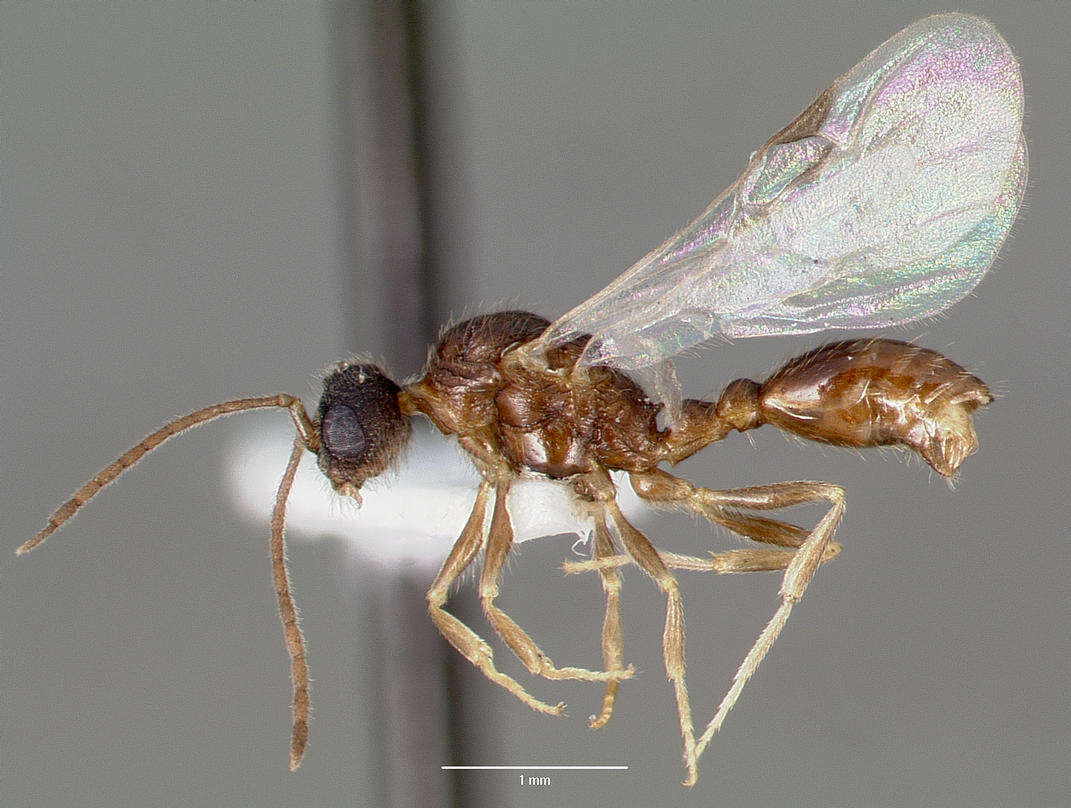 Image of Slave-making ant