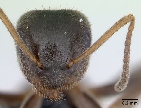 Image of Small black ant