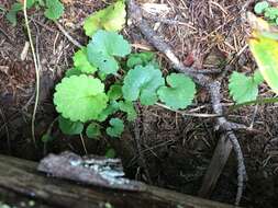 Image of Streambank Pseudosaxifrage