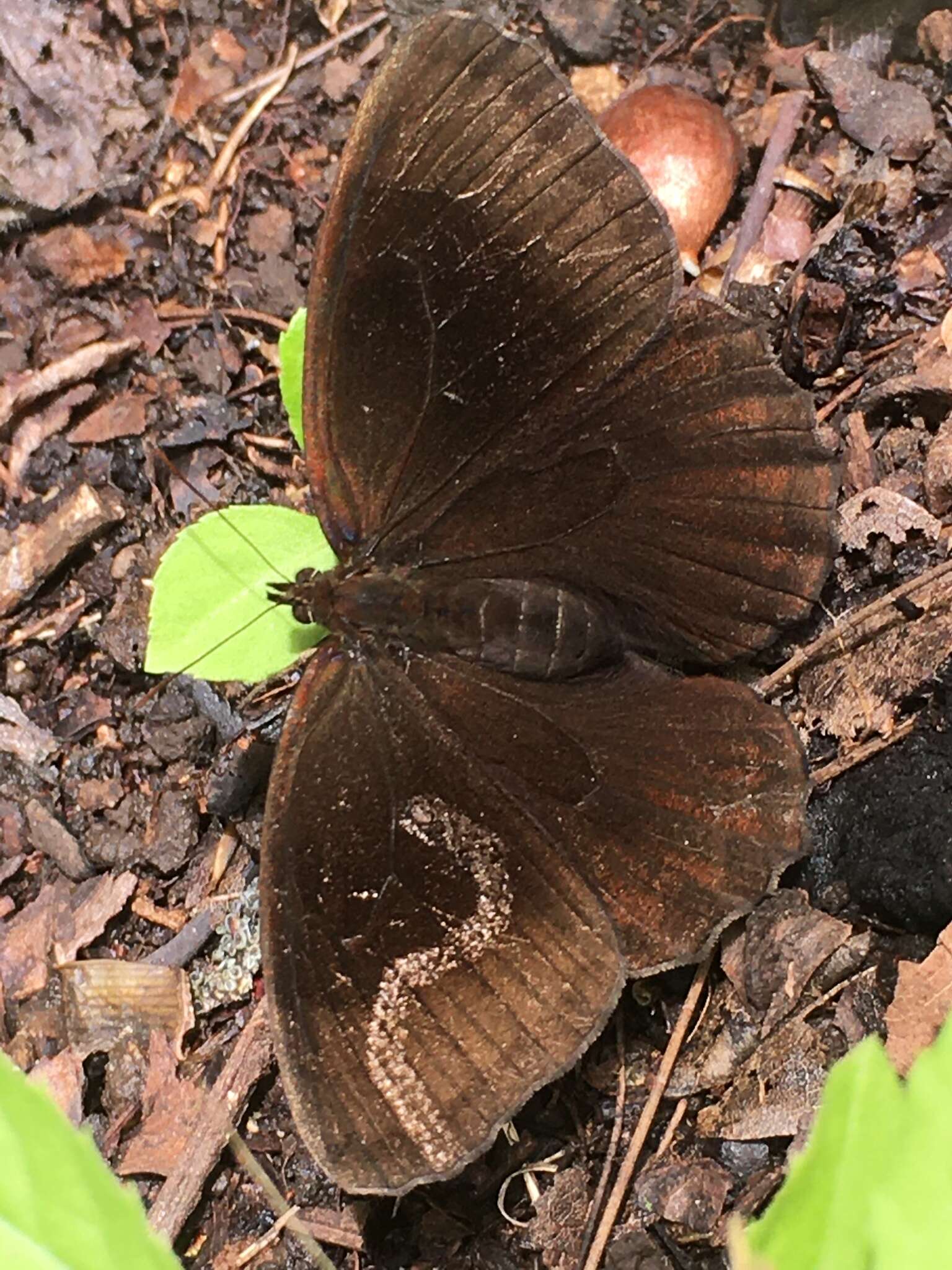 Image of Pedaliodes circumducta