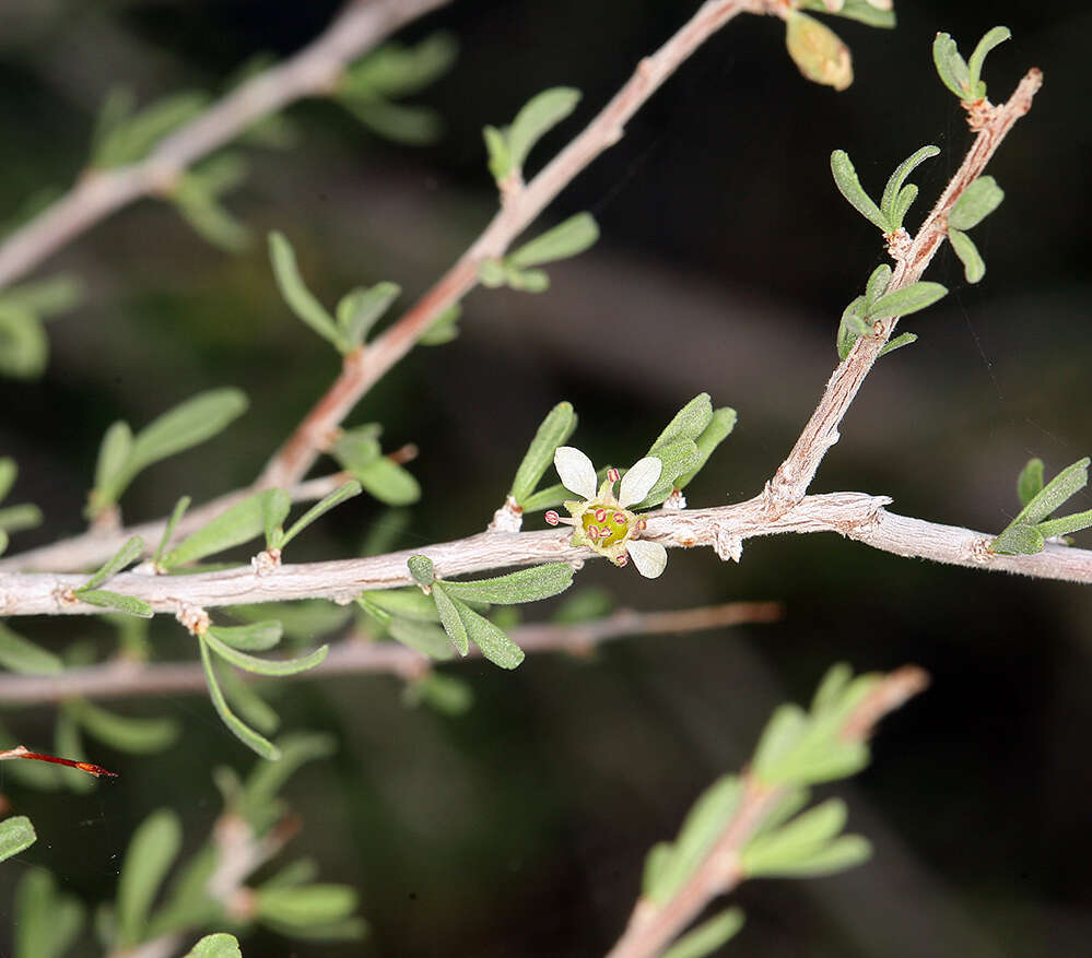 Prunus fasciculata subsp. fasciculata resmi