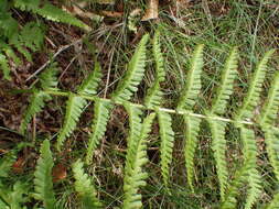 Image de Dryopteris oreades Fomin