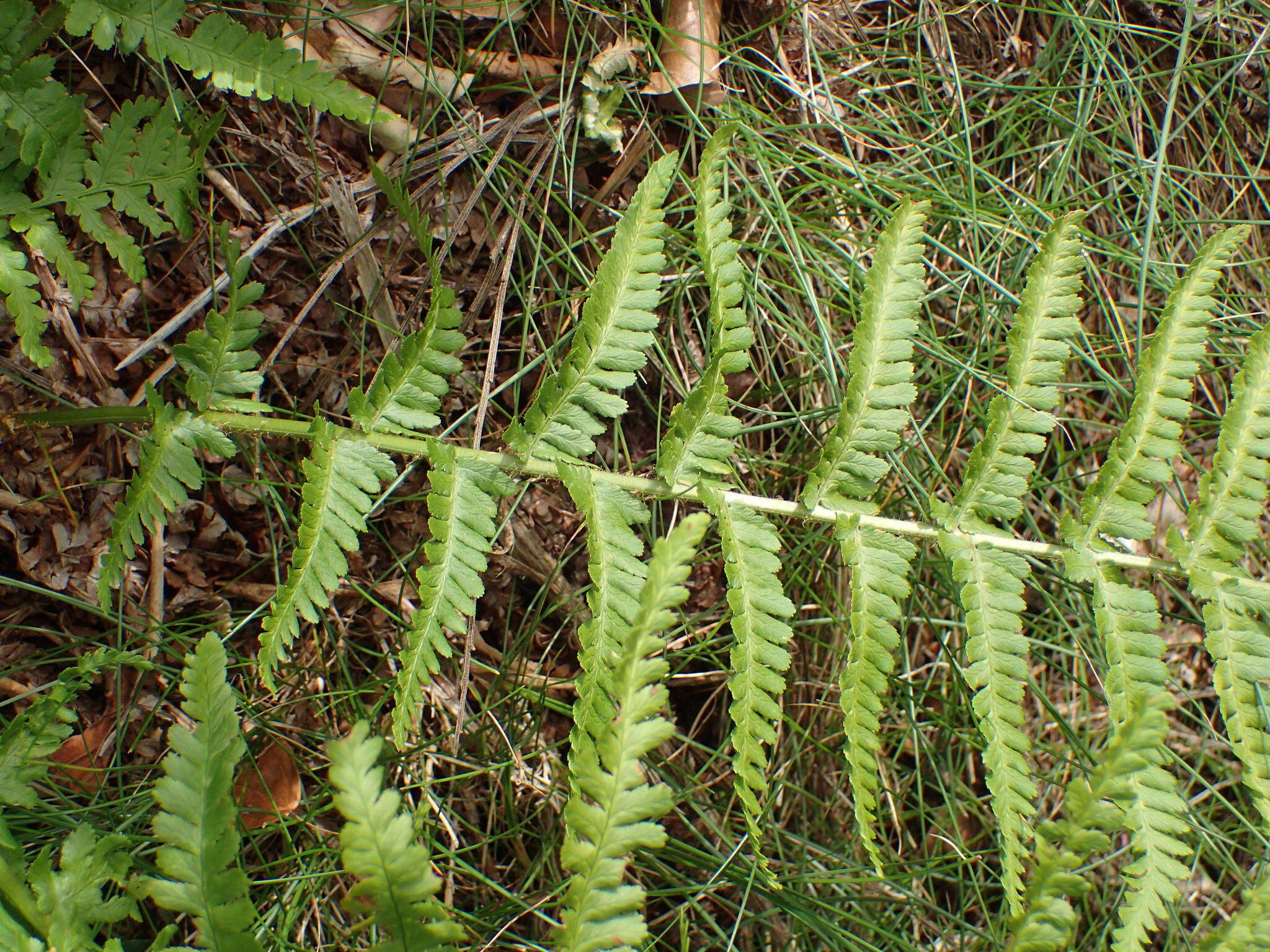 Image of Dryopteris oreades Fomin